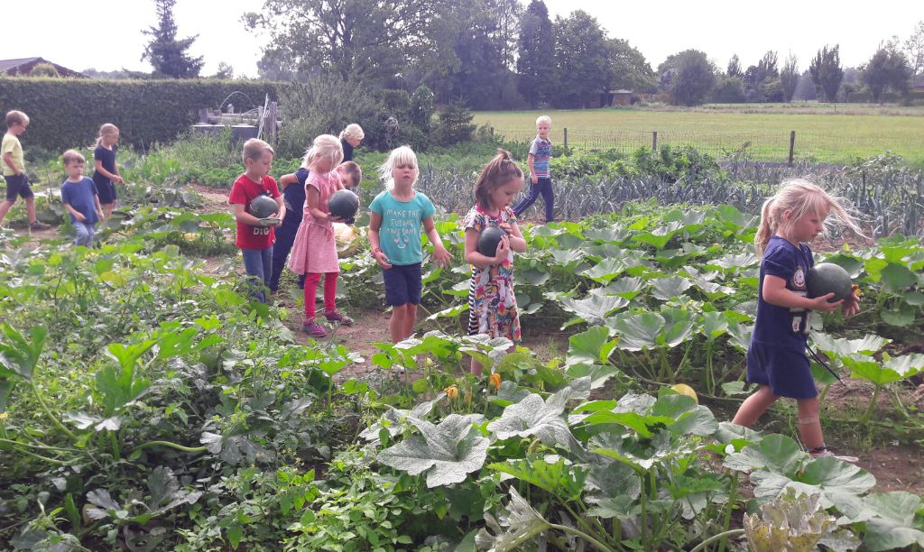 Schooltuin oogsten (3)